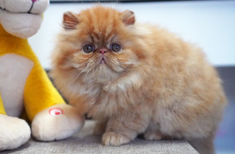 AnnaRita Garfield