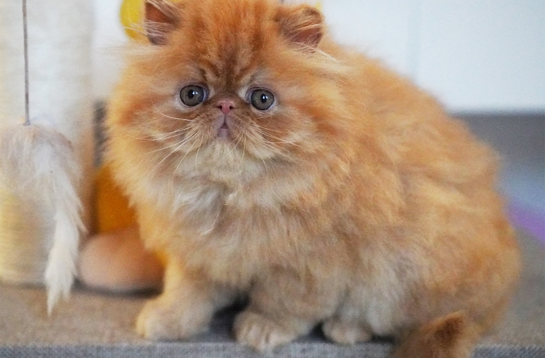 AnnaRita Garfield