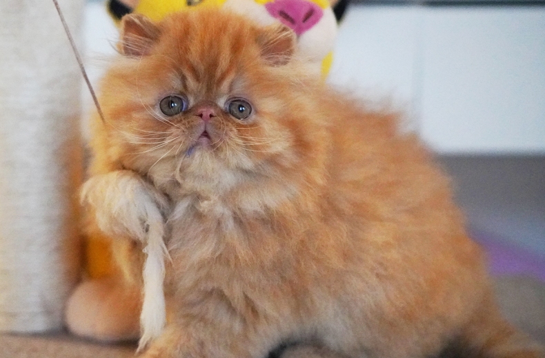 AnnaRita Garfield