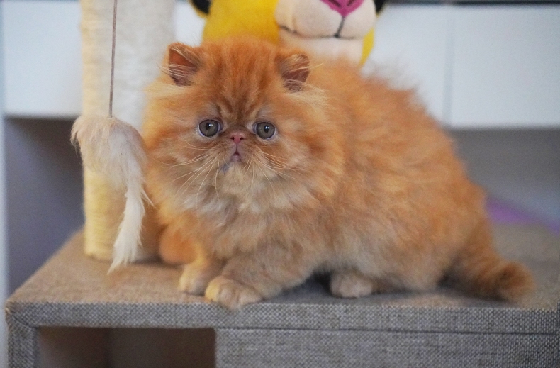 AnnaRita Garfield