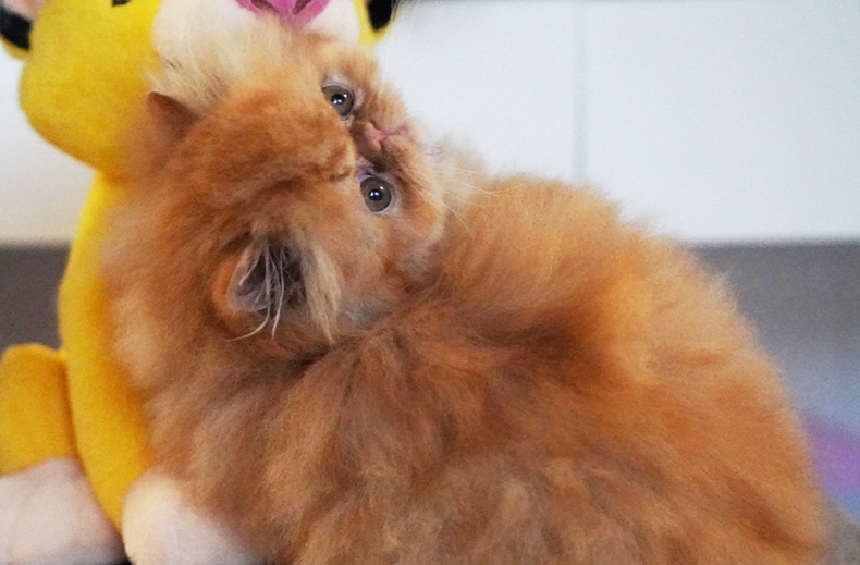 AnnaRita Garfield