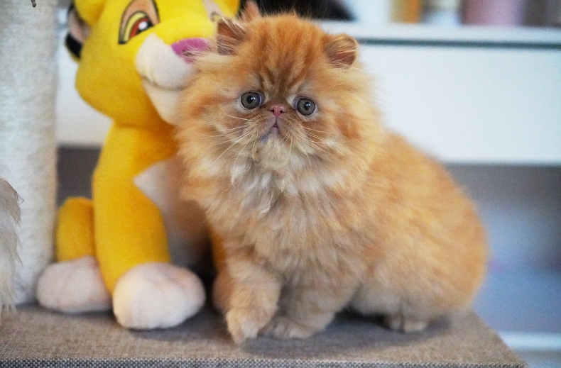 AnnaRita Garfield