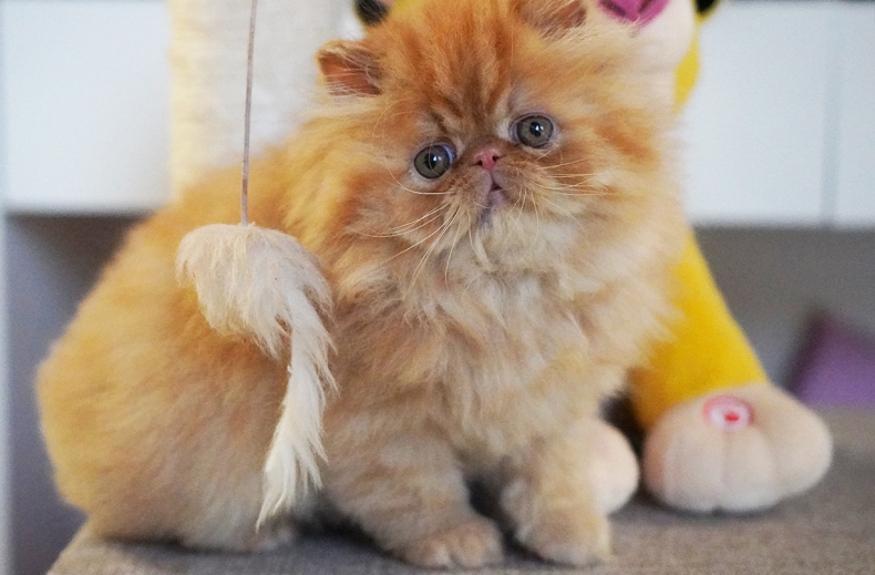AnnaRita Garfield