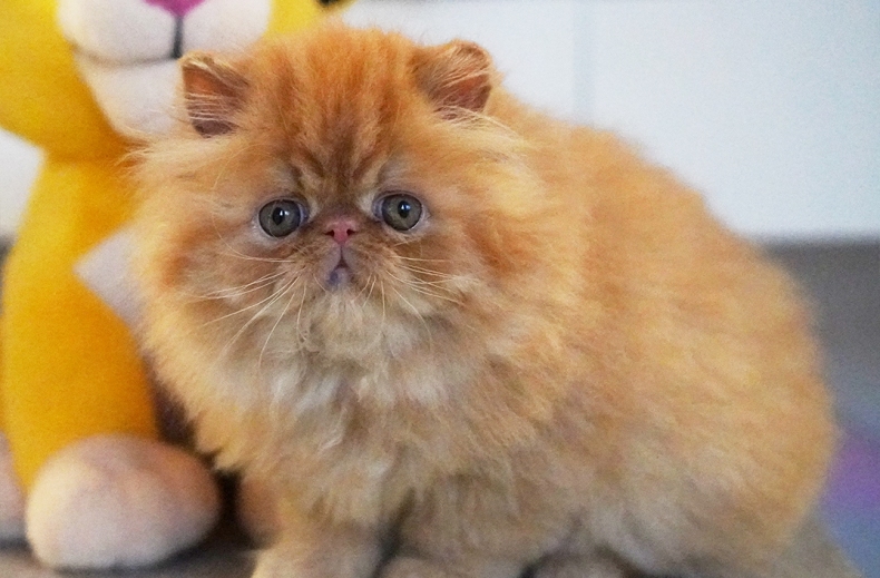 AnnaRita Garfield