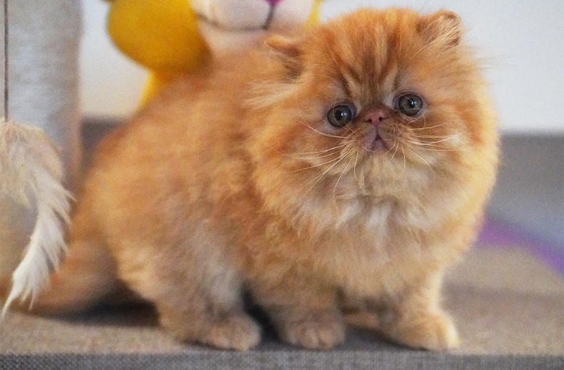 AnnaRita Garfield