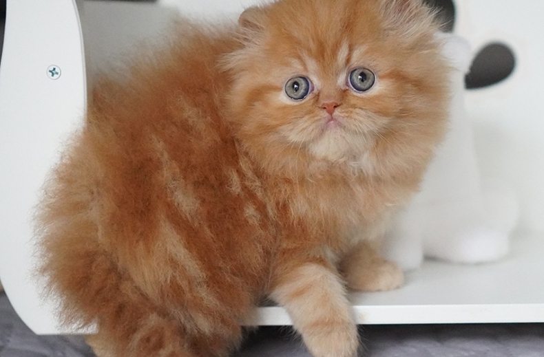 AnnaRita Ginger