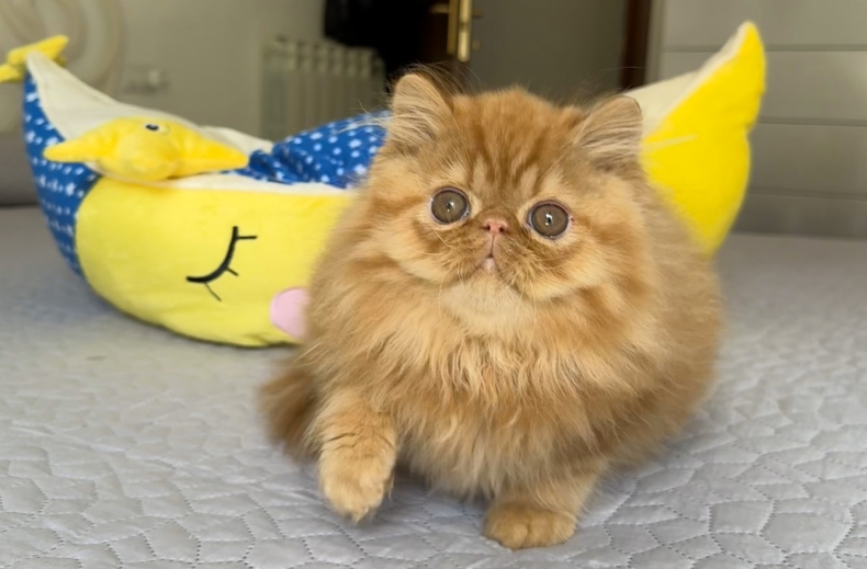 AnnaRita Nugget