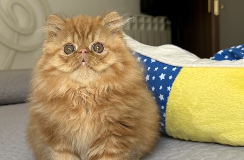nugget2jpg