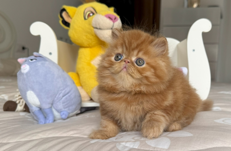 AnnaRita Nugget