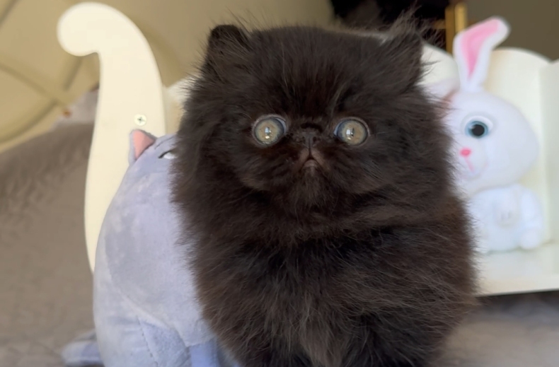 oreo2