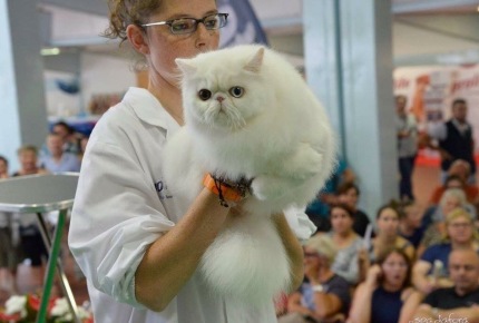 ESPOSIZIONE INTERNAZIONALE FELINA LONGARONE 2017