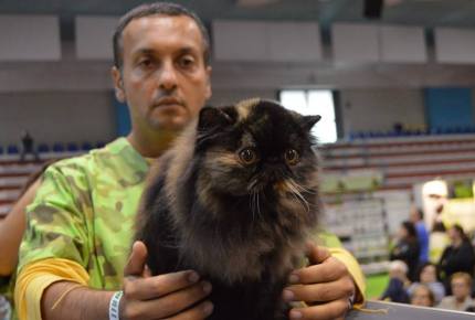 FELINA BARI 2017