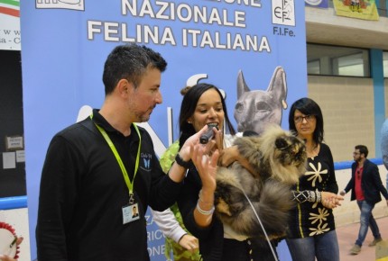 FELINA BARI 2017