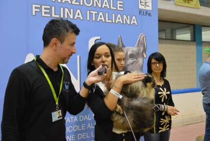 FELINA BARI 2017