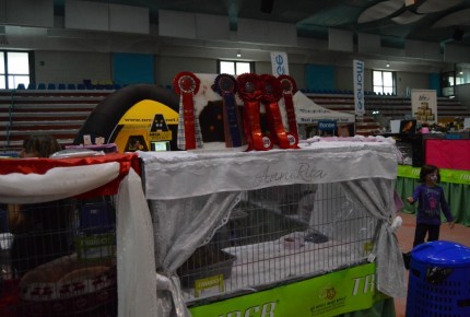 FELINA BARI 2017