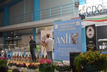 FELINA BARI 2017