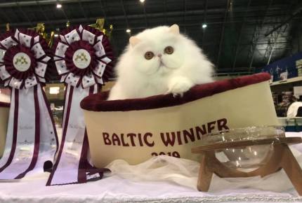 FiFE Baltic Winner Show - Riga 2019