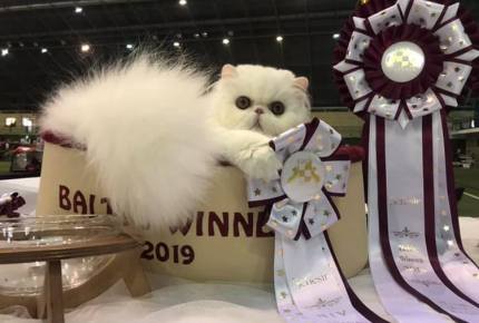 FiFE Baltic Winner Show - Riga 2019