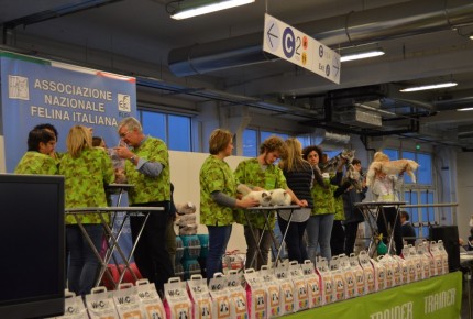 Golden Cat Show 2017 Expo Felina Riva del Garda