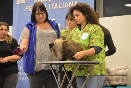 Golden Cat Show 2017 Expo Felina Riva del Garda