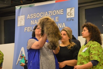 Golden Cat Show 2017 Expo Felina Riva del Garda