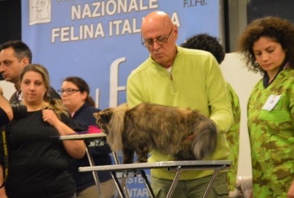 Golden Cat Show 2017 Expo Felina Riva del Garda