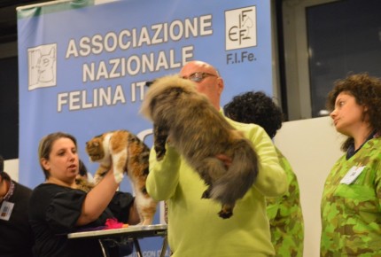 Golden Cat Show 2017 Expo Felina Riva del Garda