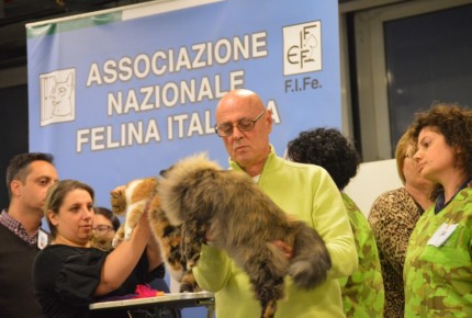 Golden Cat Show 2017 Expo Felina Riva del Garda