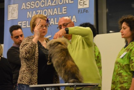 Golden Cat Show 2017 Expo Felina Riva del Garda