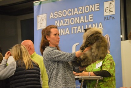 Golden Cat Show 2017 Expo Felina Riva del Garda
