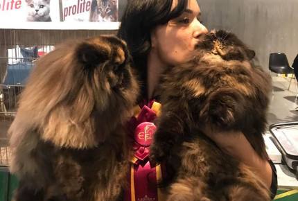 Mostra Felina Star Cats Show 2019 - Parma