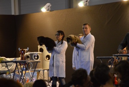 Supercatshow 2017 Roma