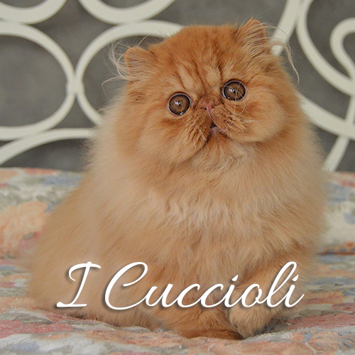 Cuccioli