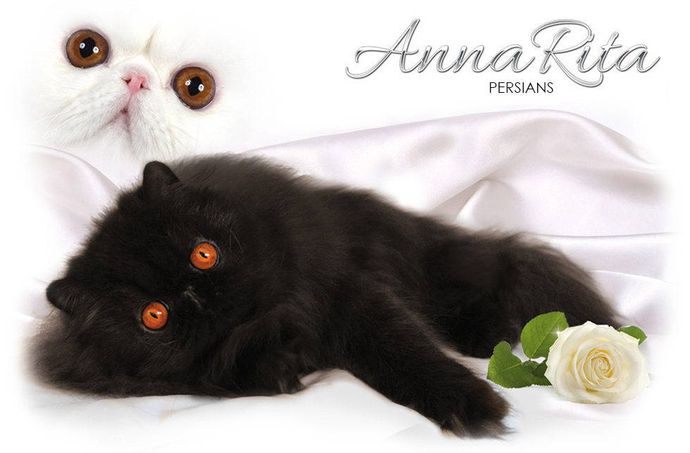 AnnaRita Persians
